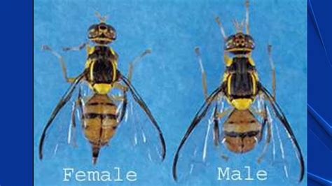 Oriental fruit flies trigger quarantines in Contra Costa, Santa Clara counties